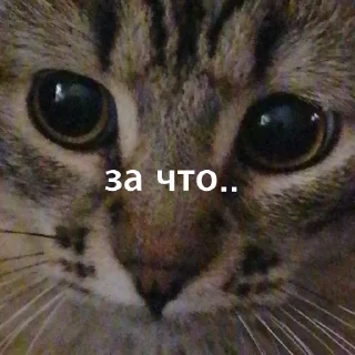 🙁 emoji марсель создатель вселенной Telegram sticker 21 of 37