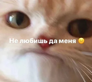 🌟 Лютый пон, sticker Telegram 22 sur 86