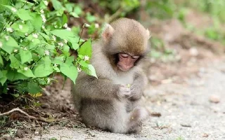 🥱 emoji милые обезьянки Telegram sticker 23 of 44
