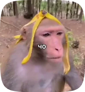 Sticker from пон и обезьянки