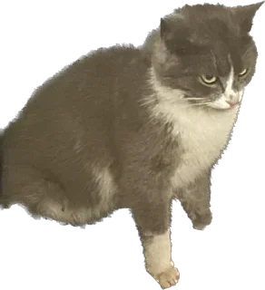 🗿 emoji Цей котик, цей котик… Він маненький гнидич Telegram sticker 3 of 24