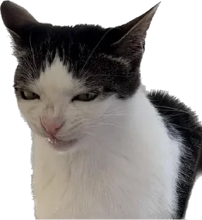 😠 emoji Цей котик, цей котик… Він маненький гнидич Telegram sticker 10 of 24