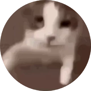 🌟 emoji 🐈🐈 Telegram sticker 5 of 17