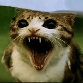 ❤️ emoji рыбывнепонятках Telegram sticker 17 of 26