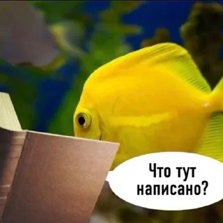 🐟 emoji рыбывнепонятках Telegram sticker 5 of 26