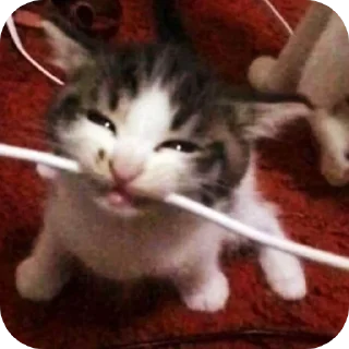 🐱 emoji Шелби пидор Telegram sticker 12 of 58