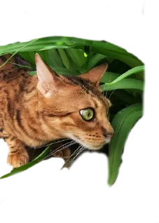 👀 emoji Леона Telegram sticker 13 of 27