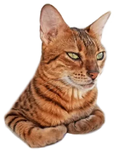 😏 emoji Леона Telegram sticker 20 of 27
