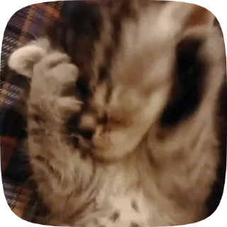 🐱 emoji Котятки 🖤 Telegram sticker 23 of 41