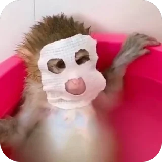 🫥 Бибизяны, Telegram sticker 20 of 25