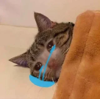😭 emoji ❤🐱Котики🐱❤ Telegram sticker 16 of 25