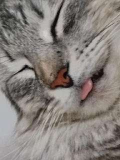 😝 emoji ❤🐱Котики🐱❤ Telegram sticker 11 of 25