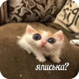 🐱 emoji krSya:3 Telegram sticker 18 of 87