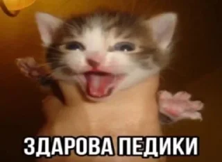 🌟 emoji Сидим не рыпаемся :: V2ggvp Telegram sticker 22 of 70