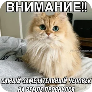 🐱 emoji Сегодня... Telegram sticker 10 of 18