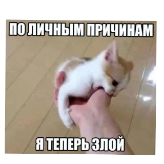 🐱 emoji локальные мемы чайки4³ Telegram sticker 9 of 97