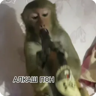 🌟 emoji Monkey пон Telegram sticker 22 of 38