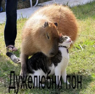 😍 emoji Капибары и другое Telegram sticker 6 of 57