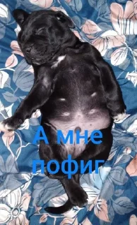 🌟 emoji Максик Telegram sticker 8 of 47