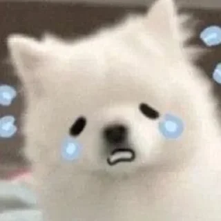 🐾 emoji Samoyed (@puppy_lee) Telegram sticker 16 of 77