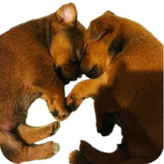 🐶 emoji Від Володьки Telegram sticker 17 of 20