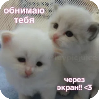 🐱 emoji йоу Telegram sticker 7 of 45