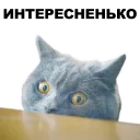 Sticker from Котики [eeZee]