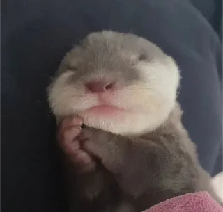 Sticker from otters