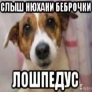 🧐 Капец, стикер Telegram 15 из 56