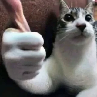 🤙 Капец, стикер Telegram 19 из 56