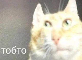 🙀 картиночки, стикер Telegram 24 из 70
