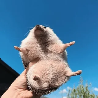 🦔 emoji Ёжики🤩 Telegram sticker 17 of 32