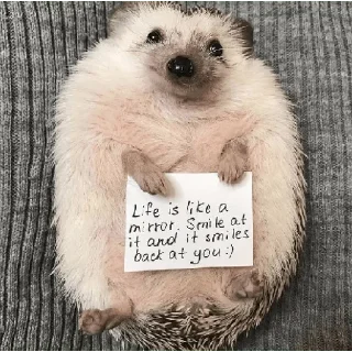 🦔 emoji Ёжики🤩 Telegram sticker 22 of 32