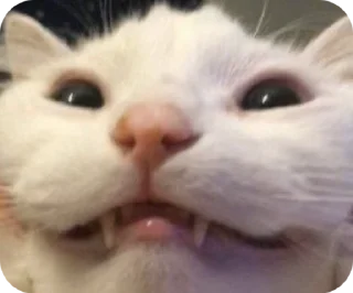 😁 emoji Блатной котяра🂾 Telegram sticker 5 of 50