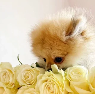 💗 emoji лексус Telegram sticker 16 of 74