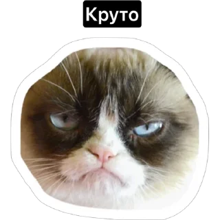 👍 emoji Смешные коты Telegram sticker 21 of 29