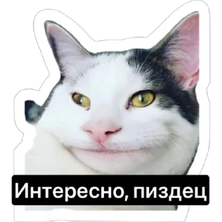 🤨 emoji Смешные коты Telegram sticker 4 of 29