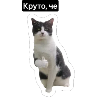 👋 emoji Смешные коты Telegram sticker 10 of 29