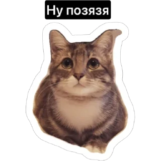 🙏 emoji Смешные коты Telegram sticker 16 of 29
