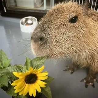 🌼 Копибары моя любовь, Telegram sticker 24 of 42