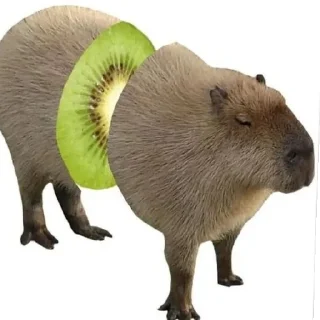 🥝 Копибары моя любовь, Telegram sticker 5 of 42