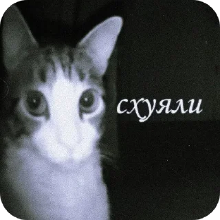 🐱 emoji Хуесосы Telegram sticker 10 of 10