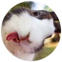 Sticker from Хитрый кролик