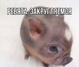🌟 emoji mini pig🐷 Telegram sticker 10 of 13