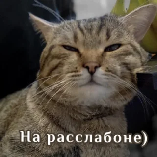 ☺️ emoji Кот Telegram sticker 14 of 67