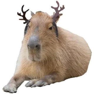 💚 emoji Капибара Telegram sticker 6 of 30