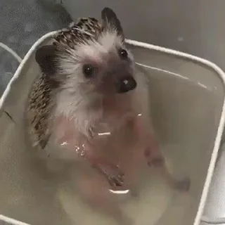 🦔 emoji hedgehogs in every day Telegram sticker 9 of 15