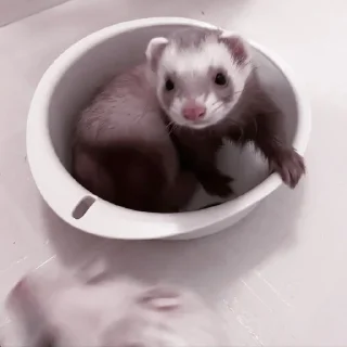 💌 emoji winter ferret dam: @damchikk Telegram sticker 14 of 45