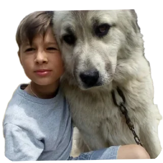 🐶 emoji я не ослиха Telegram sticker 9 of 13