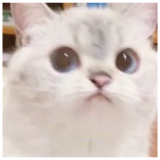 🦋 emoji фловер лилька ванилька Telegram sticker 18 of 77